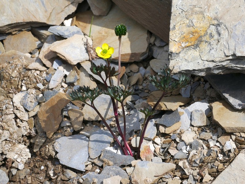 Ranunculus morii