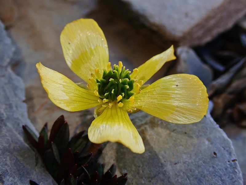 Ranunculus morii photo 2