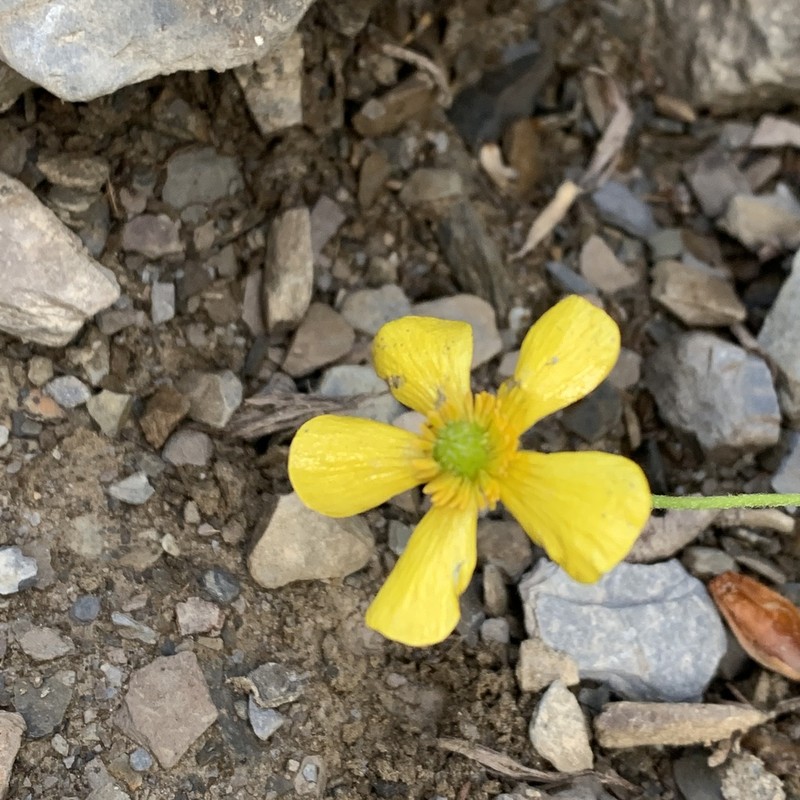 Ranunculus morii photo 4