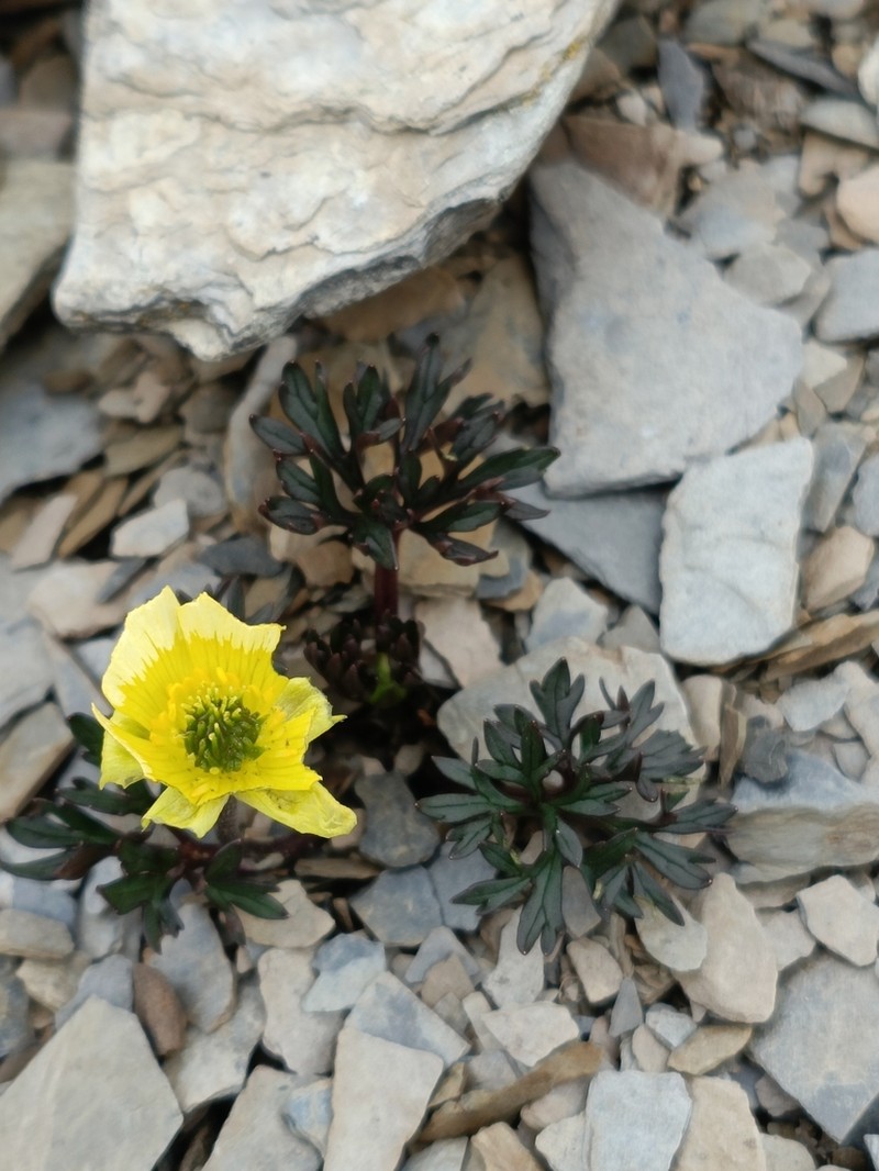 Ranunculus morii photo 5