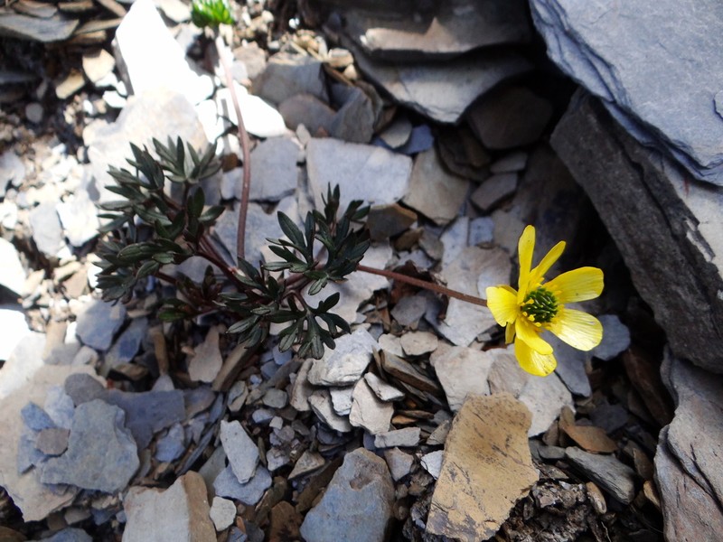 Ranunculus morii photo 6