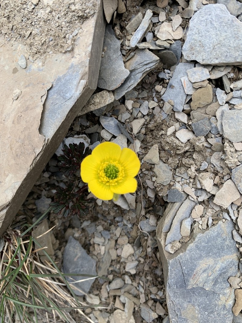 Ranunculus morii photo 7