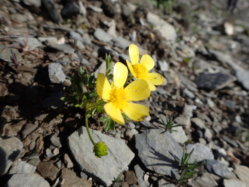 Ranunculus morii photo 8