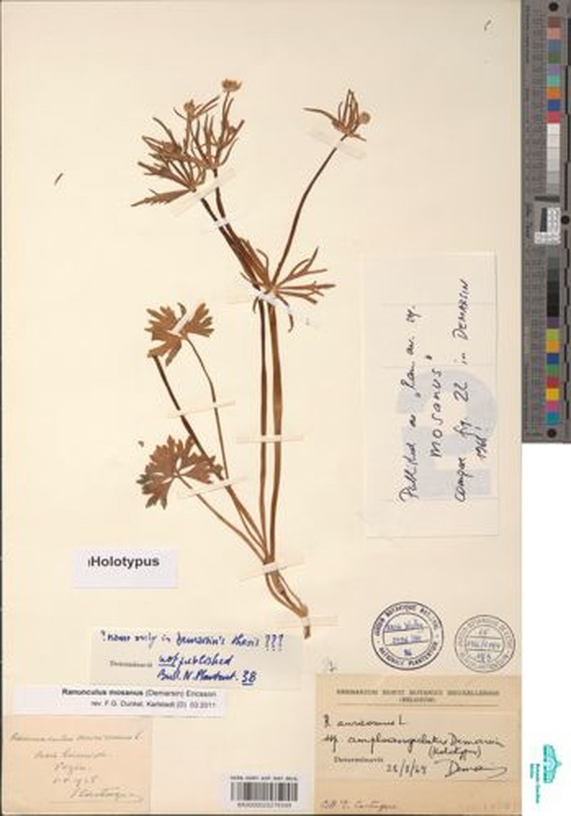 Ranunculus mosanus