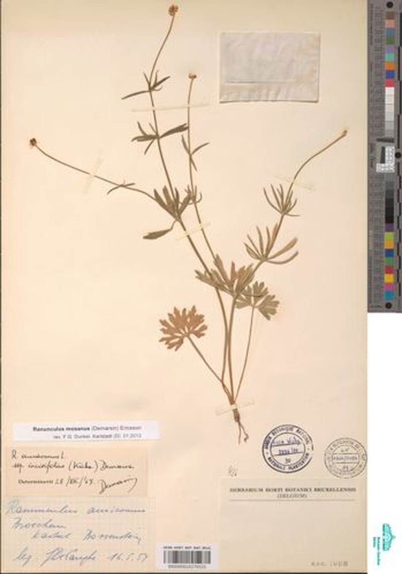 Ranunculus mosanus photo 2