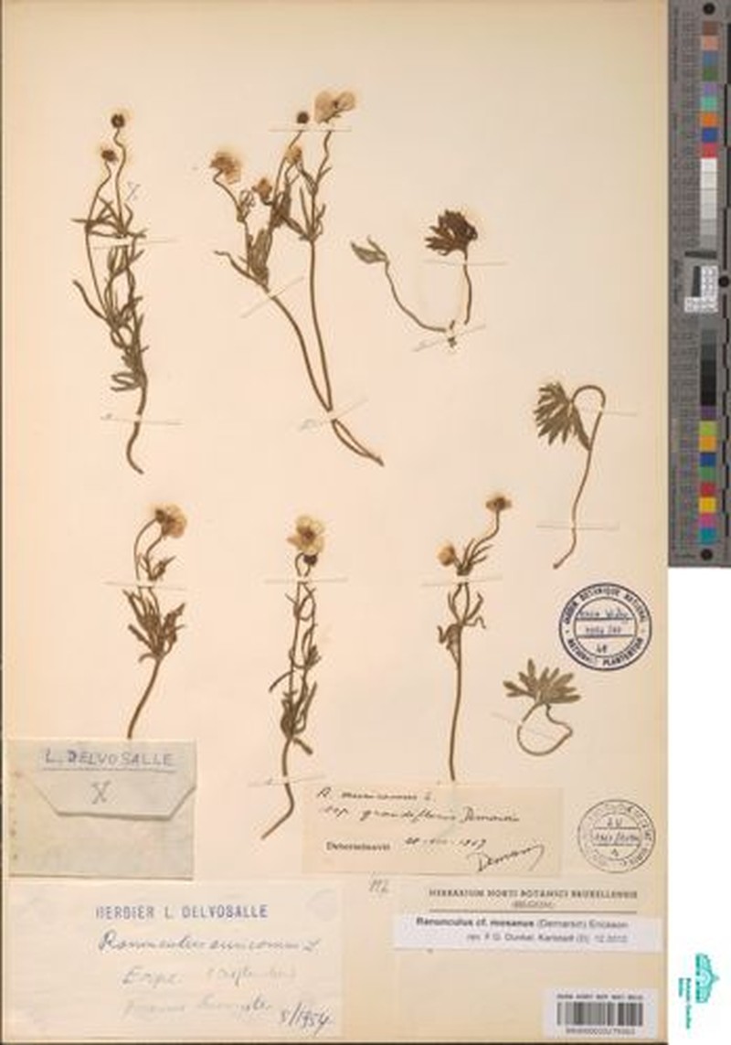 Ranunculus mosanus photo 3