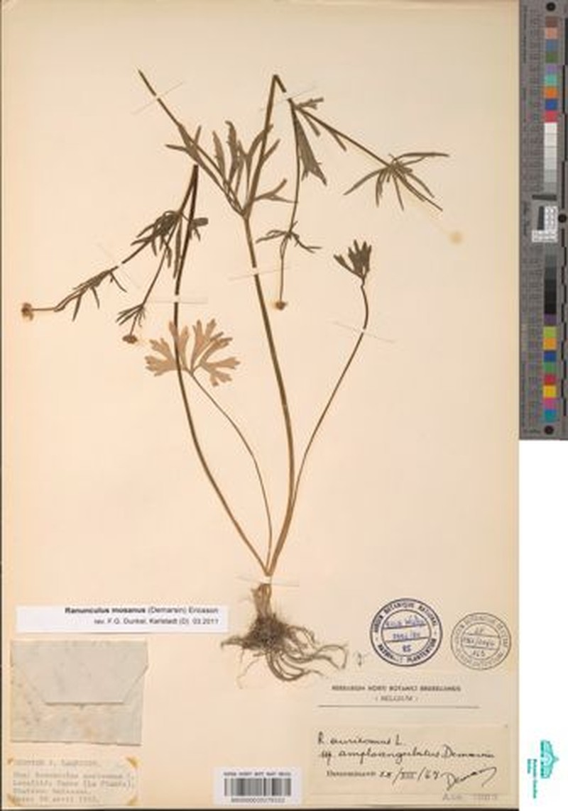 Ranunculus mosanus photo 4