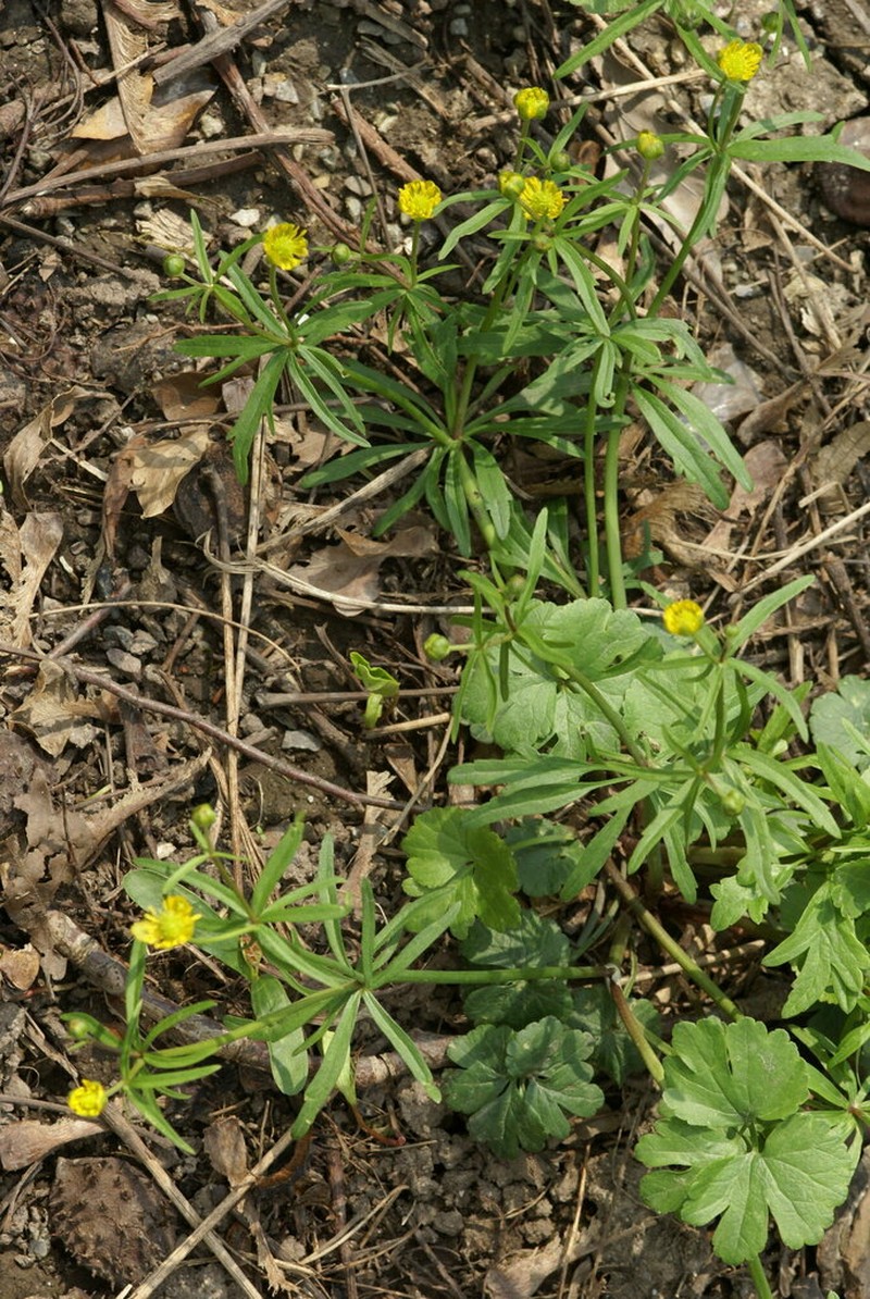 Ranunculus mosbachensis