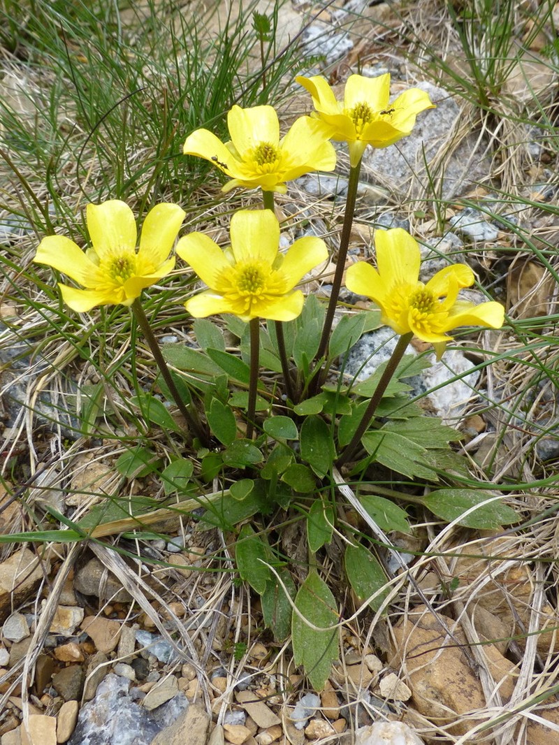 Ranunculus muelleri photo 2