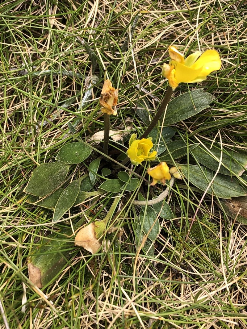 Ranunculus muelleri photo 3