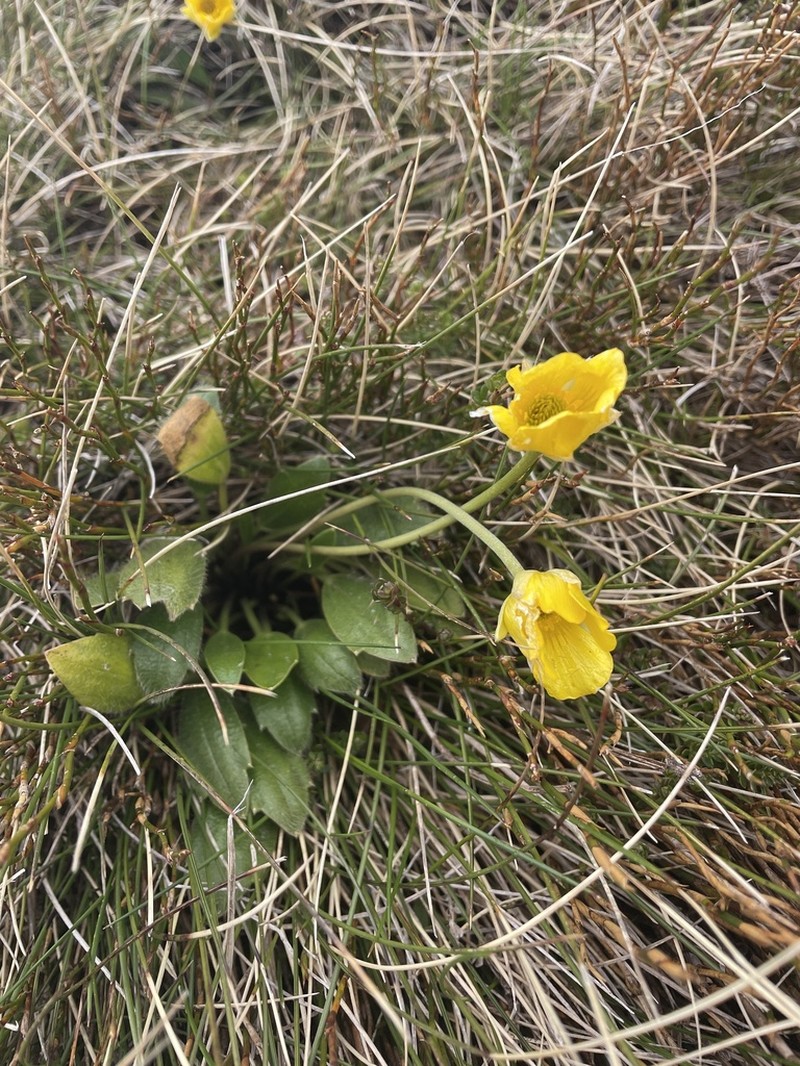 Ranunculus muelleri photo 4