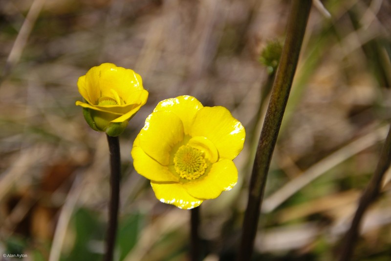 Ranunculus muelleri photo 5