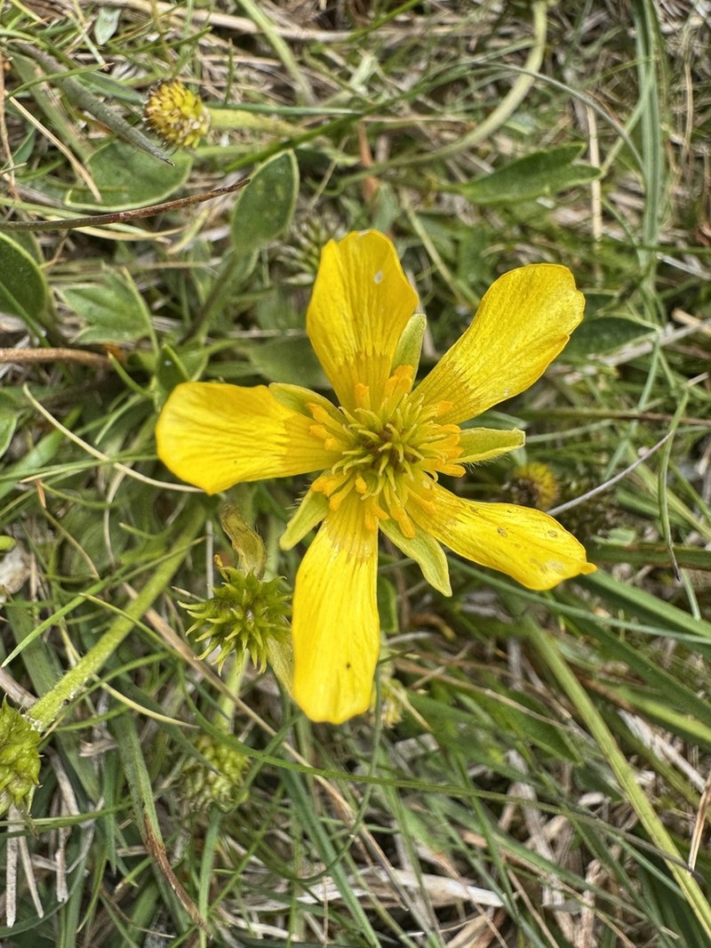 Ranunculus muelleri photo 6