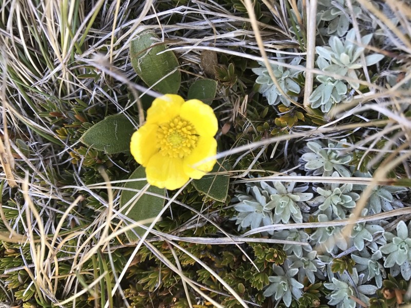 Ranunculus muelleri photo 8