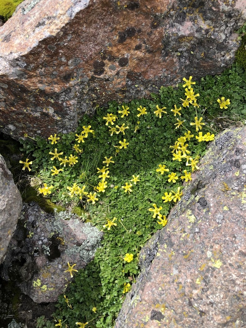 Ranunculus multicaulis