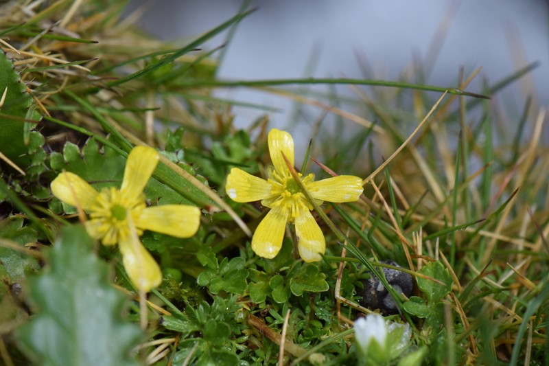 Ranunculus multicaulis photo 2