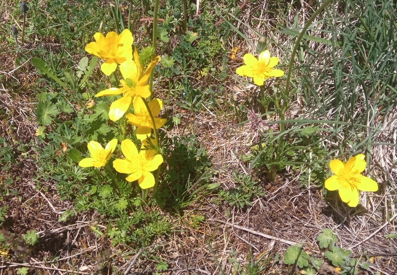 Ranunculus multicaulis photo 3