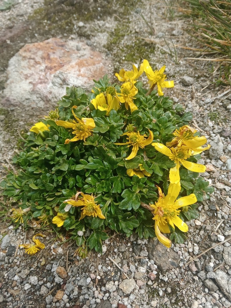 Ranunculus multicaulis photo 4