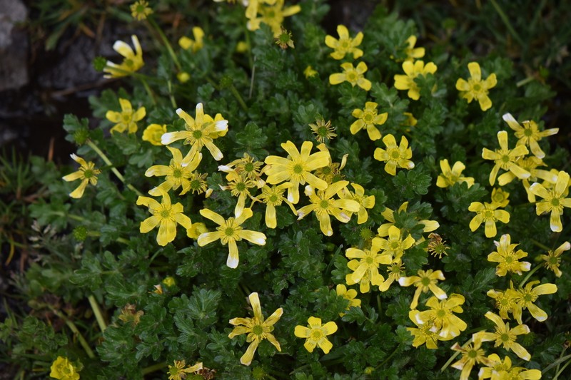 Ranunculus multicaulis photo 6