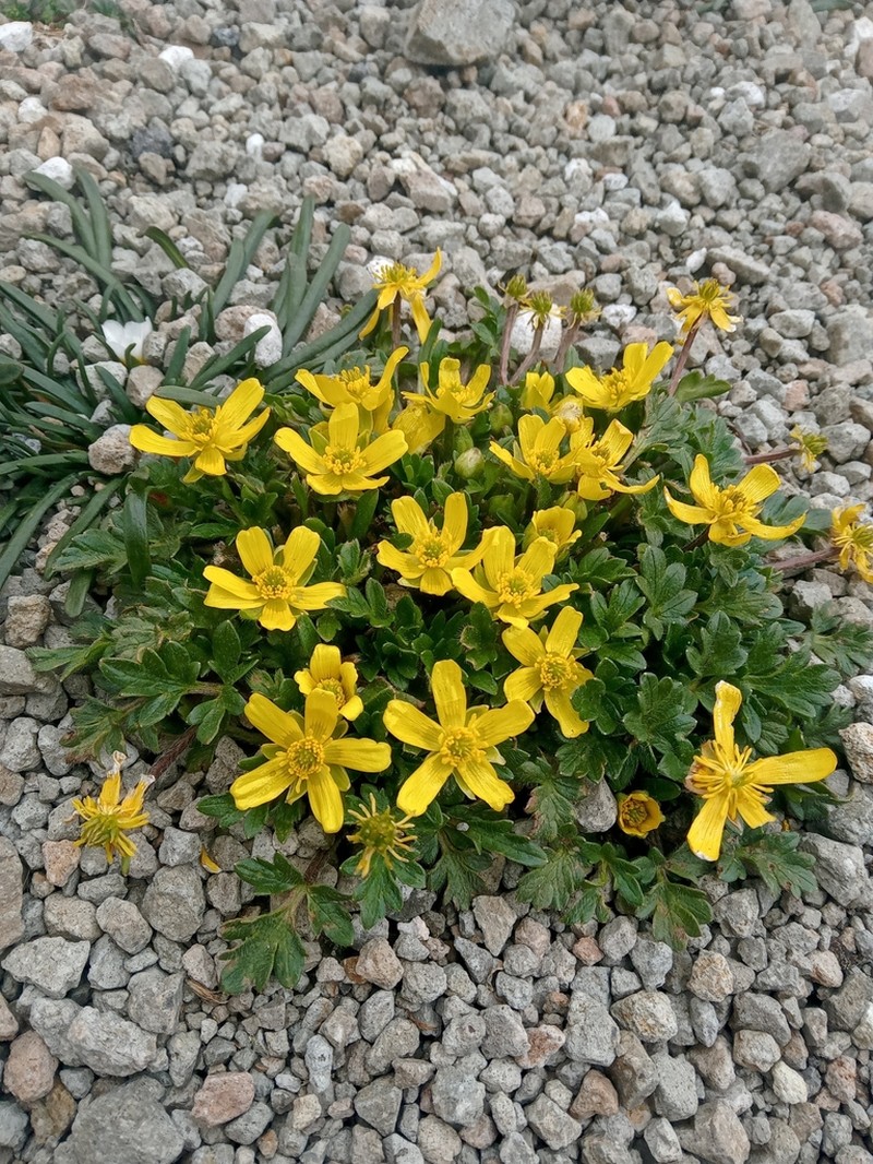 Ranunculus multicaulis photo 7