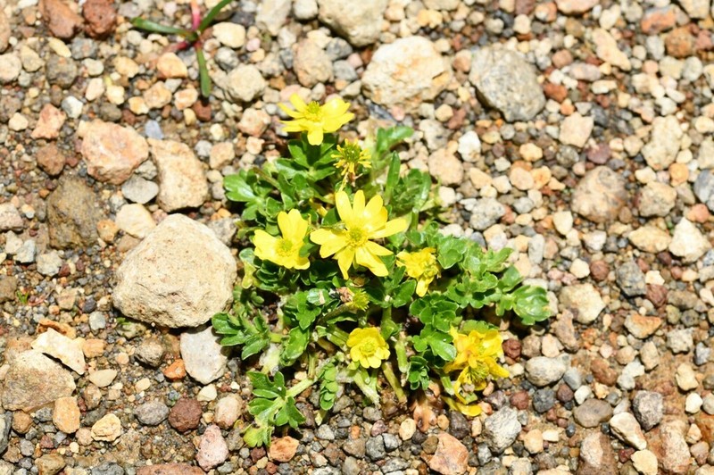 Ranunculus multicaulis photo 8