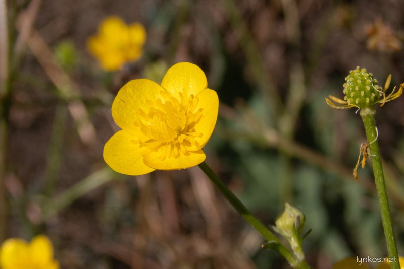 Ranunculus multidens