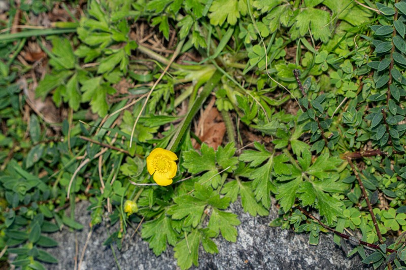 Ranunculus multifidus