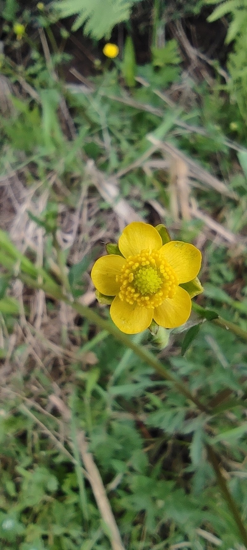 Ranunculus multifidus photo 2