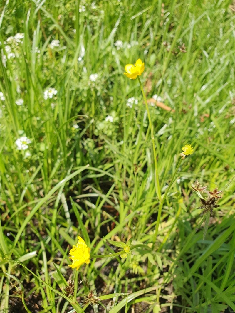 Ranunculus multifidus photo 3