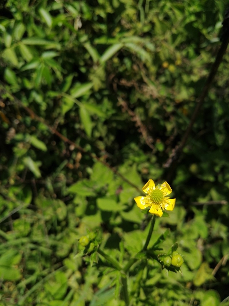 Ranunculus multifidus photo 4