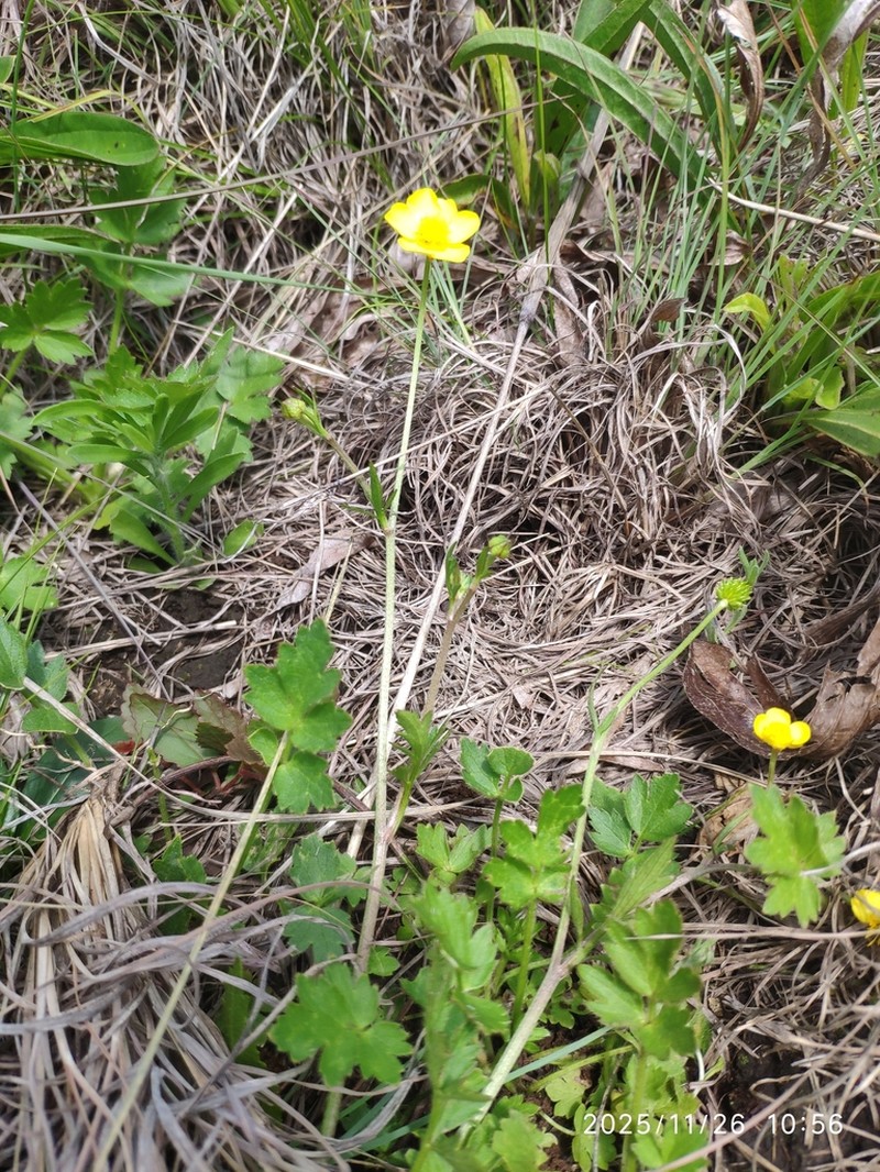 Ranunculus multifidus photo 5