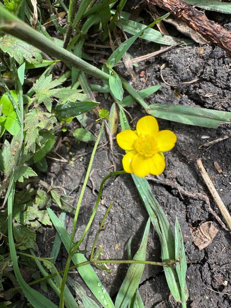 Ranunculus multifidus photo 6