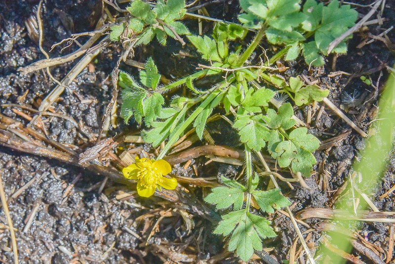 Ranunculus multifidus photo 7