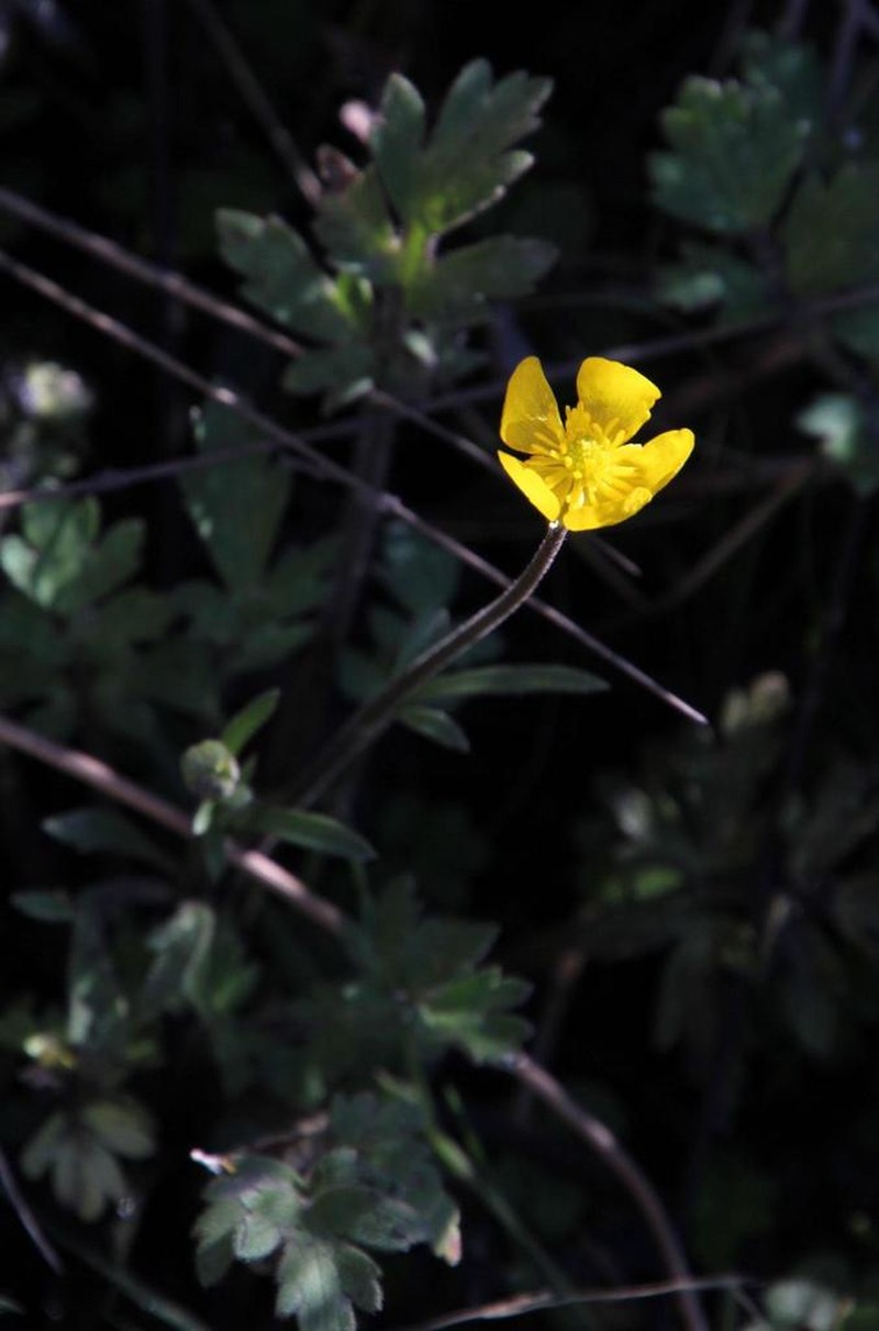 Ranunculus multifidus photo 8