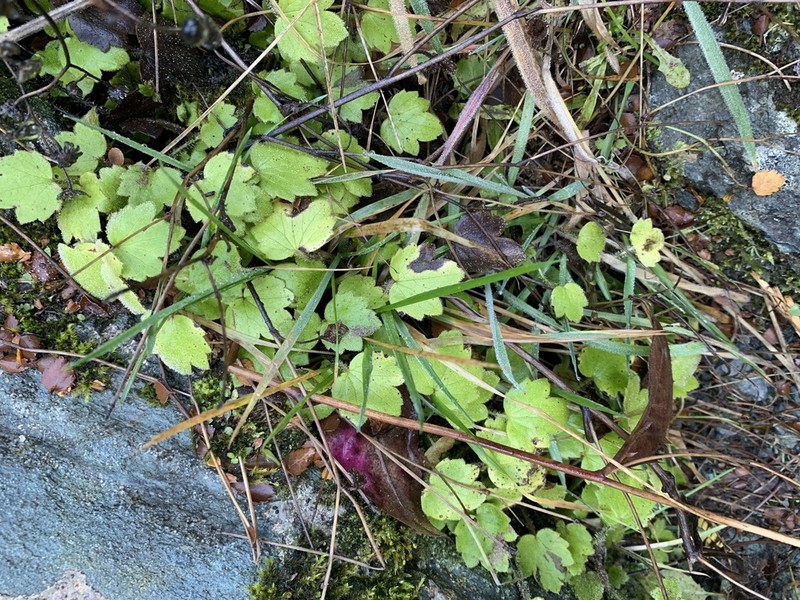 Ranunculus multiscapus