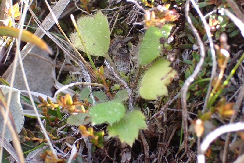 Ranunculus multiscapus photo 2