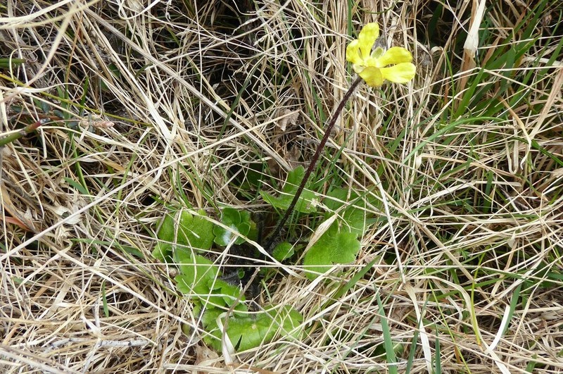 Ranunculus multiscapus photo 3