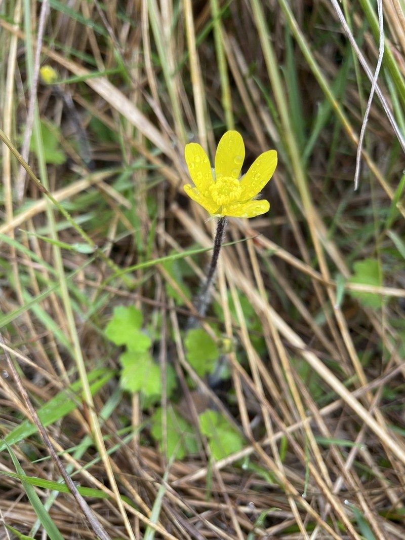 Ranunculus multiscapus photo 4