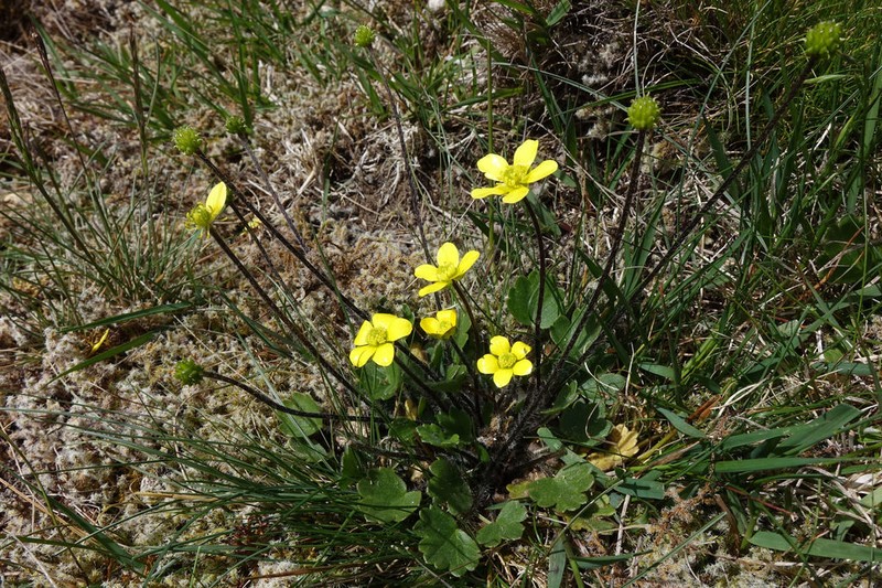 Ranunculus multiscapus photo 5