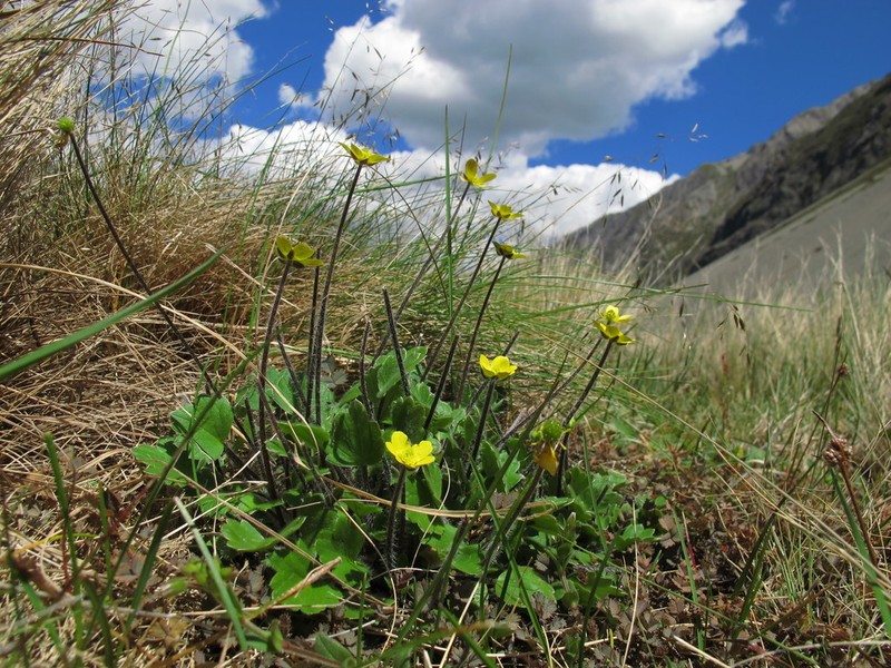 Ranunculus multiscapus photo 6
