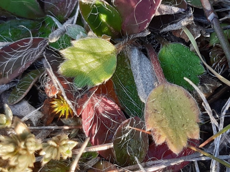 Ranunculus multiscapus photo 7