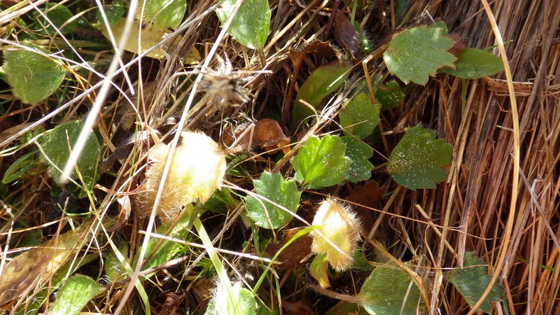 Ranunculus multiscapus photo 8