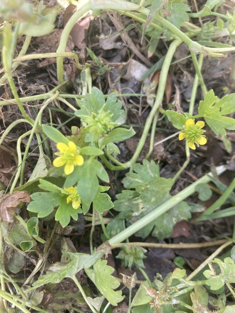Spinyfruit Buttercup photo 2