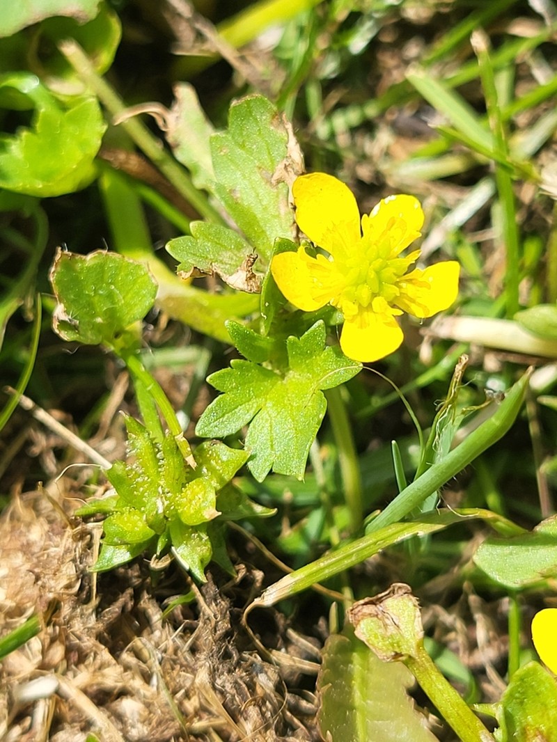 Spinyfruit Buttercup photo 3