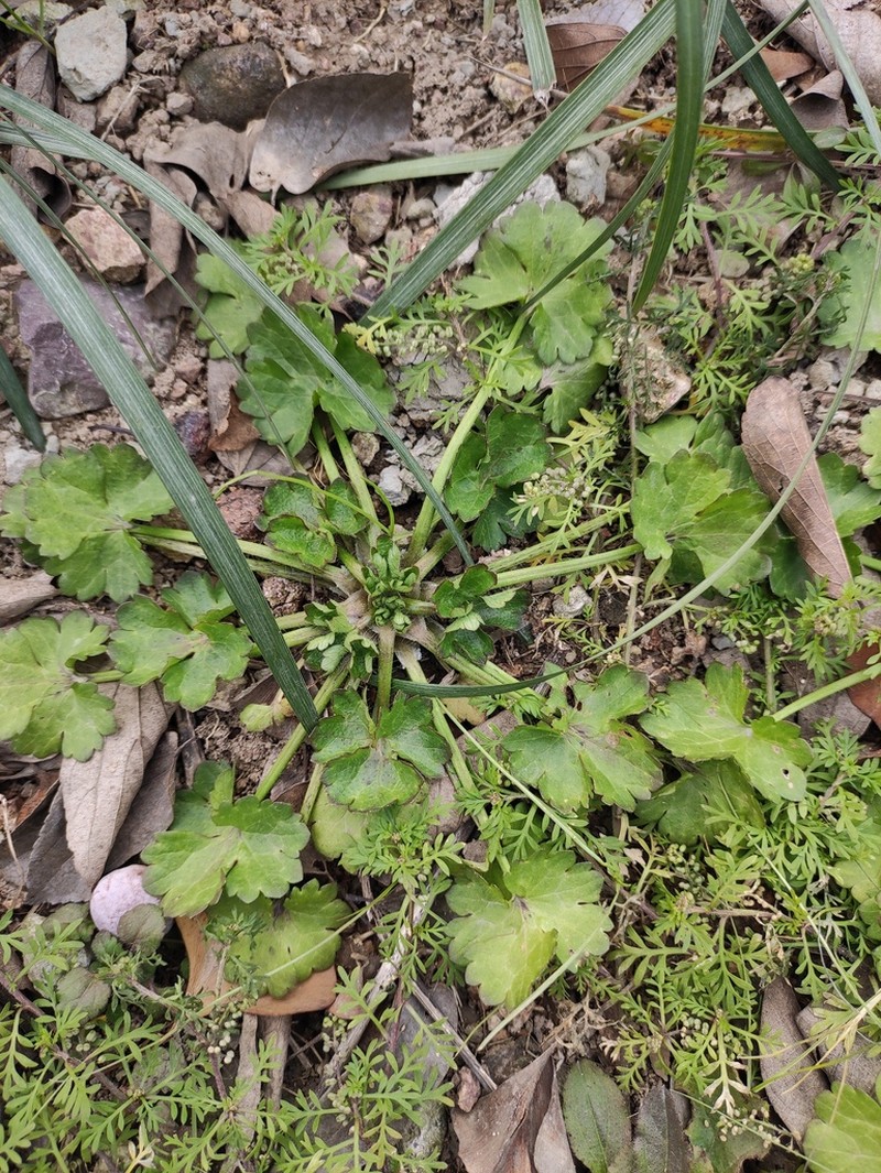 Spinyfruit Buttercup photo 4