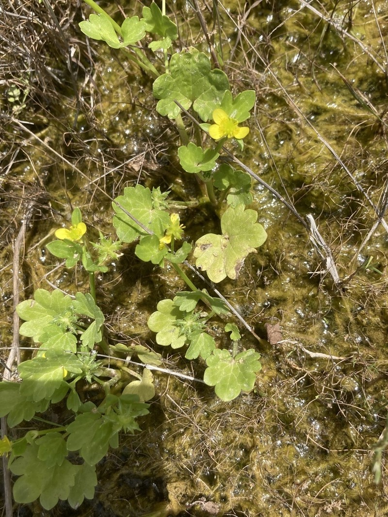 Spinyfruit Buttercup photo 5