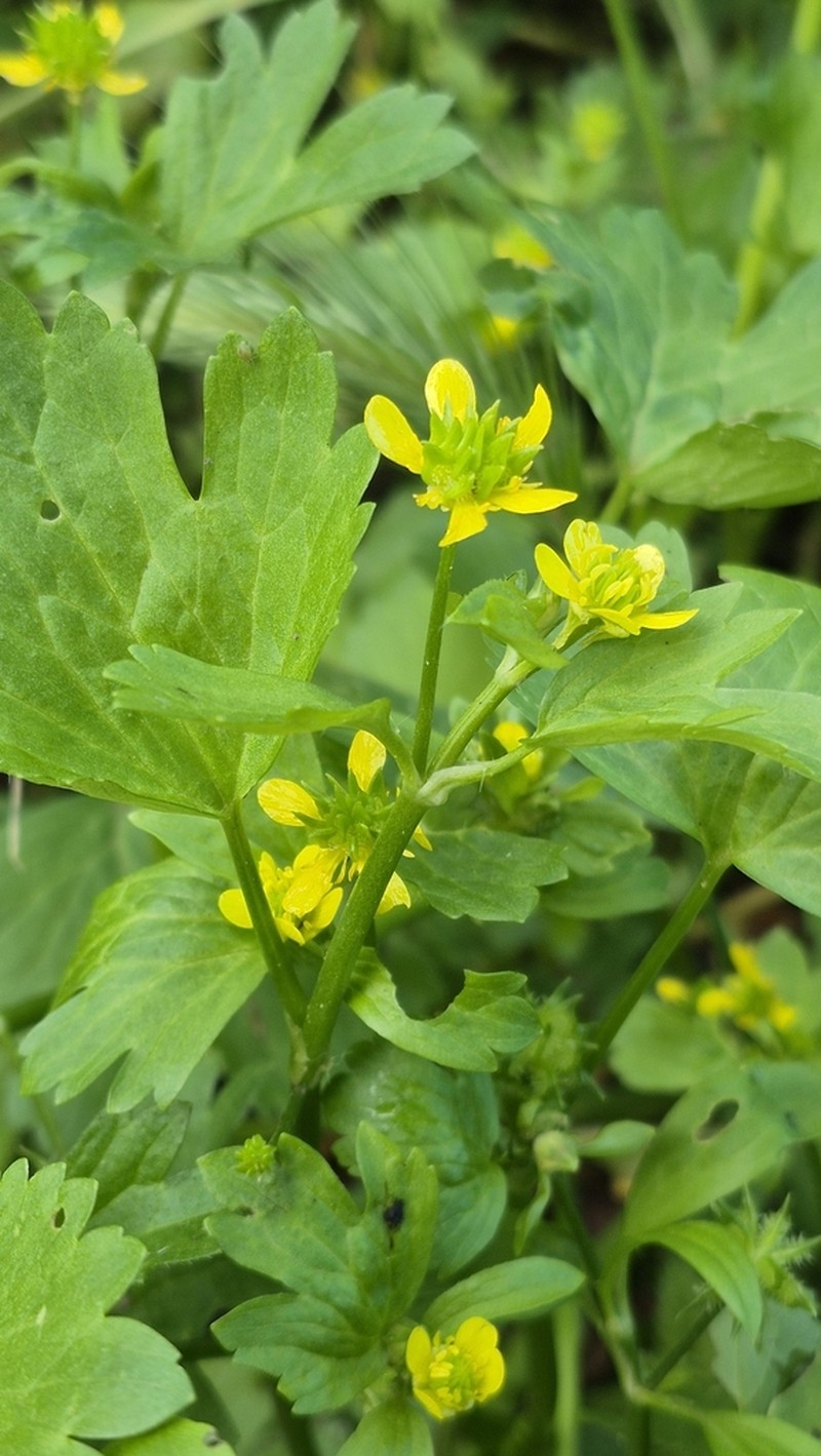 Spinyfruit Buttercup photo 6