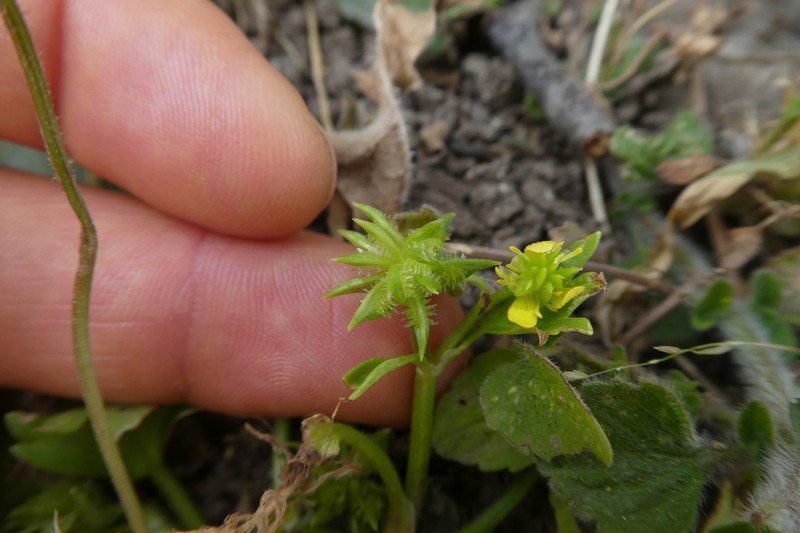 Spinyfruit Buttercup photo 7