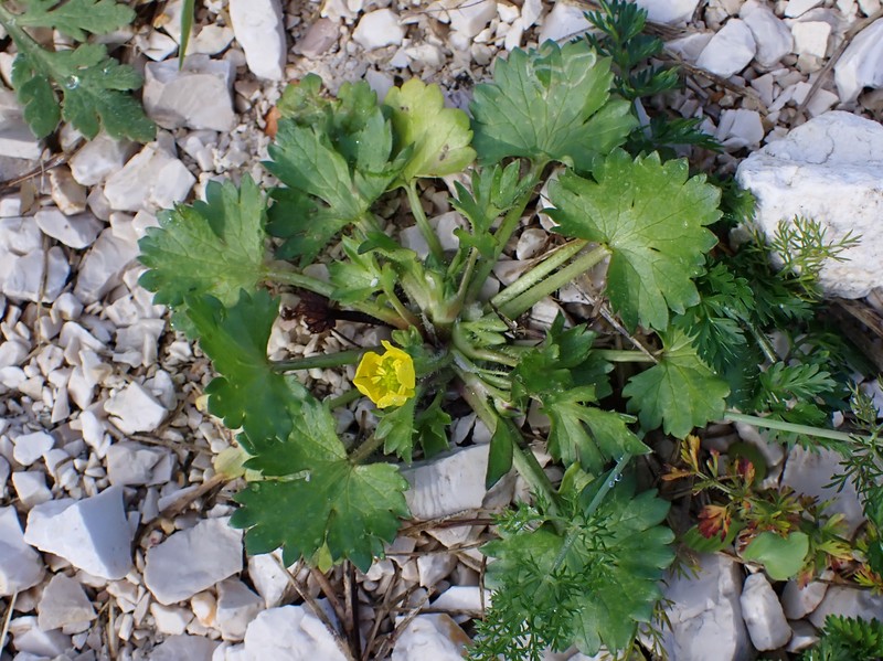 Spinyfruit Buttercup photo 4