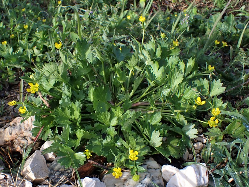 Spinyfruit Buttercup photo 5